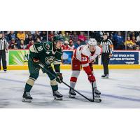 Grand Rapids Griffins right wing Michael Brandsegg-Nygård (right) vs. the Iowa Wild