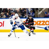 Belleville Senators right wing Mark Duarte (right) vs. the Toronto Marlies
