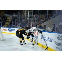 Springfield forward Dylan Peterson against the boards vs. the Providence Bruins