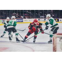Texas Stars blanket the Grand Rapids Griffins