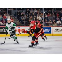 Grand Rapids Griffins' Shai Buium in action