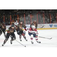 South Carolina Stingrays' Kaden Bohlsen and Greenville Swamp Rabbits' Jacob Modry and Tristan De Jong on the ice