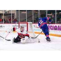 Belleville Senators in goal